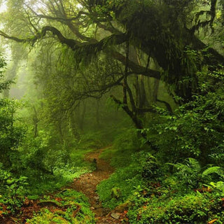 Verdant Oasis Tropical Tree Wallpaper - Lush Paradise-Trees Wallpaper